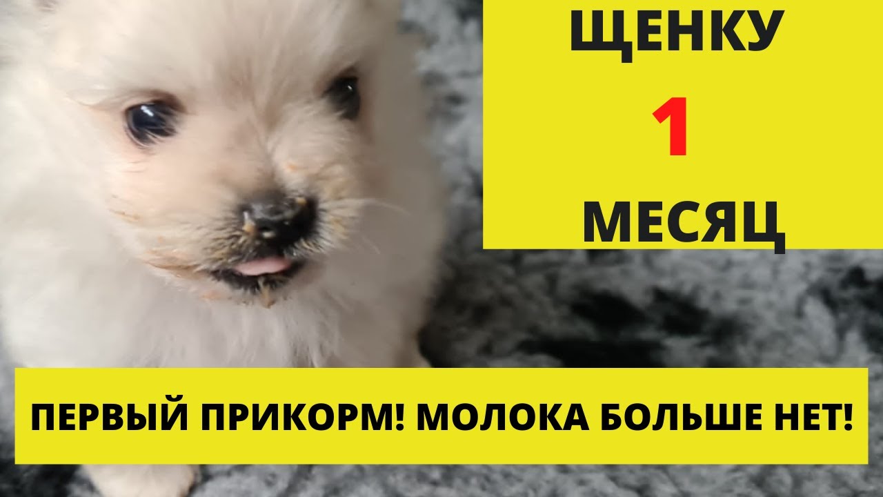 Какой прикорм щенкам. Первый прикорм щенков. прикорм щенков шпица. прикорм щенка 1 месяц. первый прикорм щенков шпица с чего начать.