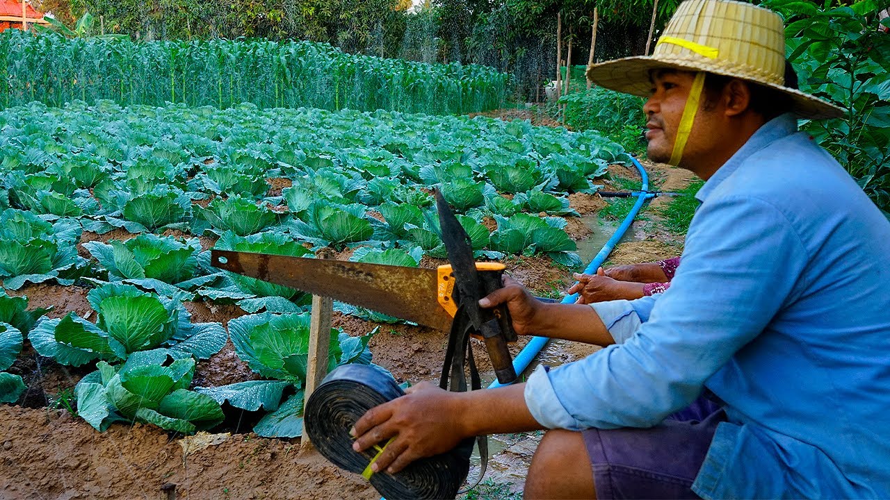 Cabbage Water System How To Prepare Water System For My Cabbage Farm