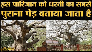 UP के Lucknow के पास इस Parijat की कहानी जानकर आप चौंक जाएंगे | Barabanki | mythological Story