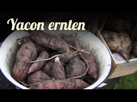 Video: Ungewöhnlicher Gemüse-Yacon. Heilenden Eigenschaften