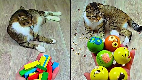 Funny Cat Barsik and Vasj Beads Domino Marbles Reverse Video