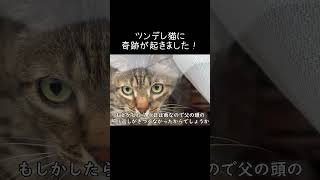 ツンデレ猫に奇跡が起きました！【元野良猫ピースケ】 #shorts #初老夫婦とねこ #元野良猫 #ピースケ