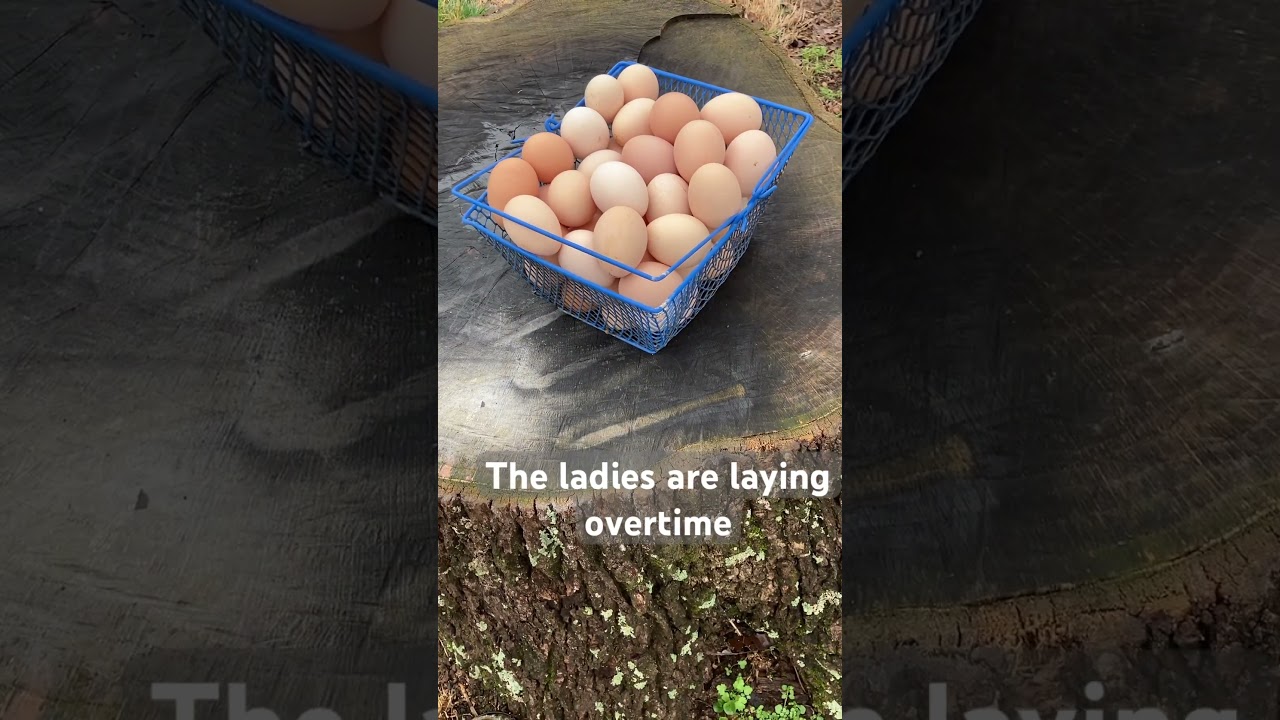 The ladies are in full on spring mode- tons of eggs #fresheggs  #homestead #newnormfarm