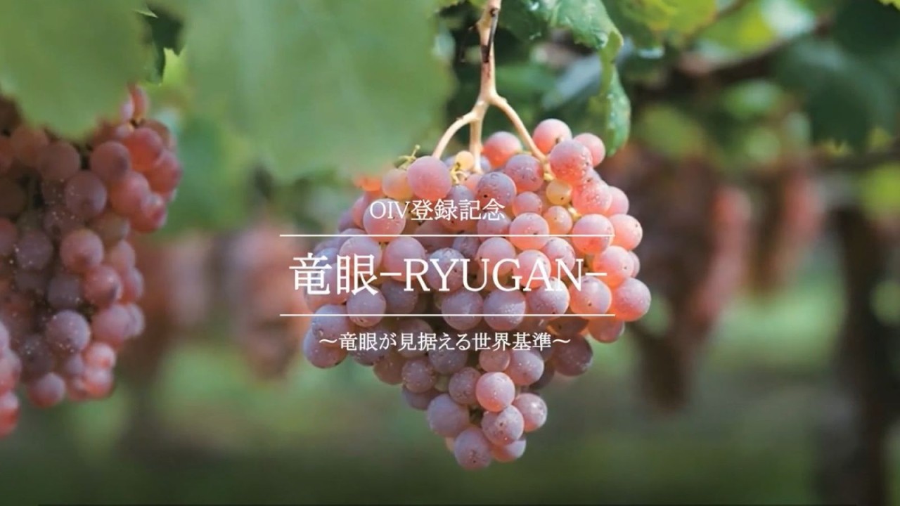 【日本ワイン】OIV登録記念　竜眼－RYUGANー【関東信越国税局】