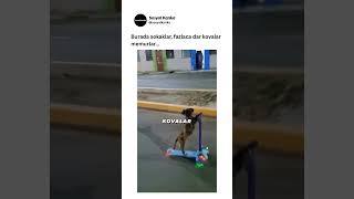 Kovalar Memurlar 😎