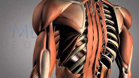 The Running Athlete- Biomechanics & Analysis Video: Matthew Walsh - Physical Therapy | MedBridge