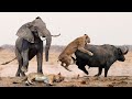 Extreme fights Elephant vs Lion to save buffalo, Wild Animals Attack