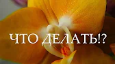 Лаленка