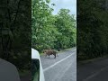 पन्ना छतरपुर मार्ग पर रोड क्रॉस करते हुए टाइगर दिखा, लोगों ने बनाया वीडियो