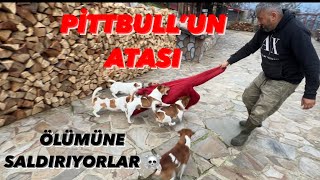 PİTBULLAR PARS REİSTEN TÜREMİŞTİR BU KÖPEKLER TAM MAKİNA