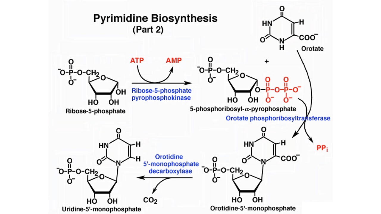 Nucleic Acid Metabolism YouTube