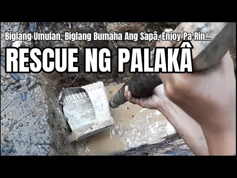 Video: Harlequin frog: mga panlabas na tampok, pamumuhay, mga larawan, mga sanhi ng pagkalipol