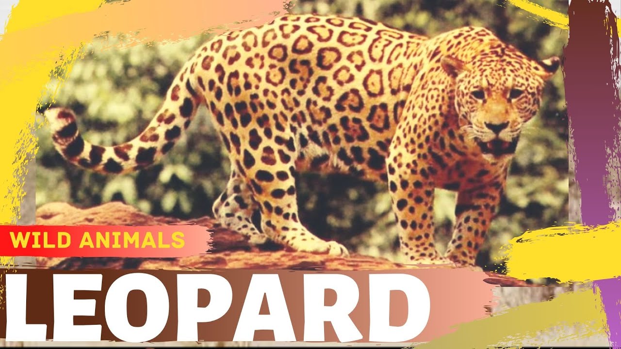 Leopard documentary video - YouTube