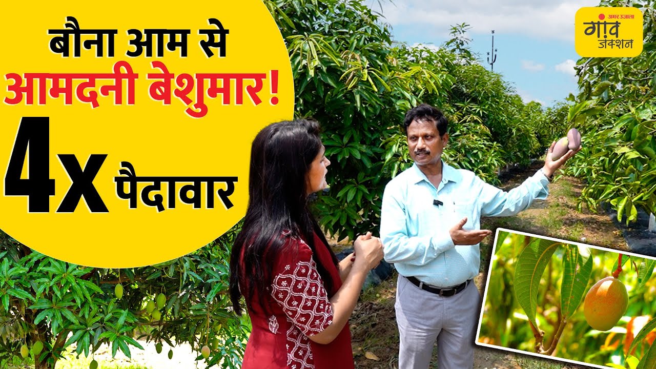 आम की बागवानी में नया ट्रेंड: बौनी किस्मों से 4X मुनाफा! | High Yield Mango Farming