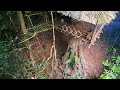 Full 1 month solo bushcraft build a 3 meter high house on a tree survive in the wild