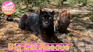 Virtual Keeper Tour with Dylan, Jodi and Brittany at Big Cat Rescue  03 07 2021