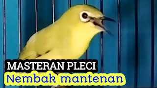 MASTERAN PLECI Nembak Mantenan Sangat efektif untuk memancing pleci buka paruh.