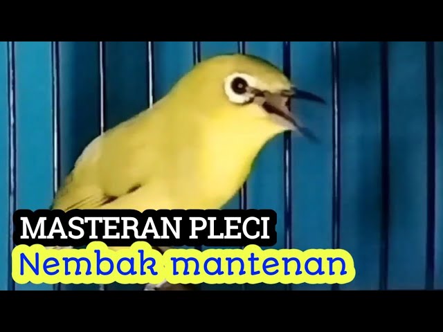 MASTERAN PLECI Nembak Mantenan Sangat efektif untuk memancing pleci buka paruh. class=