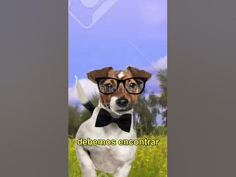 perro matematico - YouTube