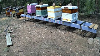 What's the best Insulated Beehive update week #2 Apimaye-Hive IQ- Anel - Hive 365