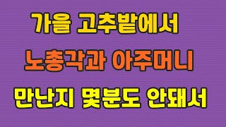 가을 고추밭에서 노총각을 만나 인연이 되어