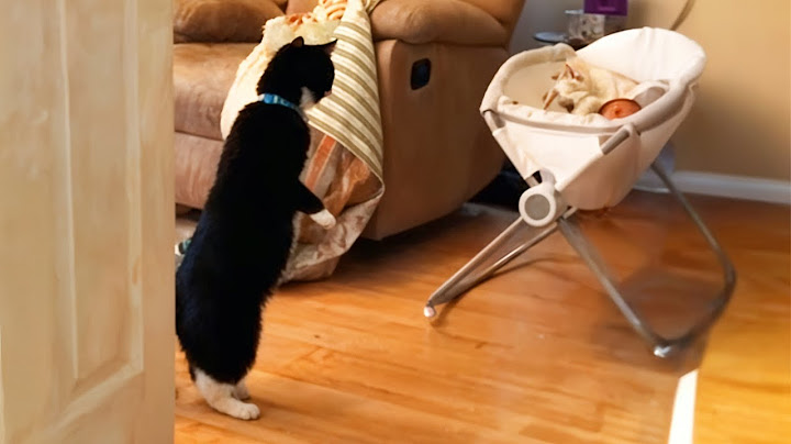 Cat Is Seeing Newborn Baby For First Time And His Reaction Is Priceless!