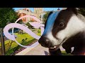 Amsterdam Style City Zoo! Badger Exhibit Speedbuild 🦡 | Planet Zoo Europe Pack