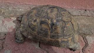 Kaplumbağa. Gerçek Kaplumbağa. Kaplumbağa Sesi. Kaplumbağa İle Yarışma. Tosbağa