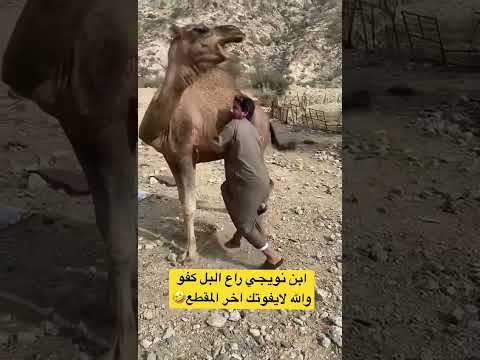 راع البل ابن نويجي وهو يحلب الناقه