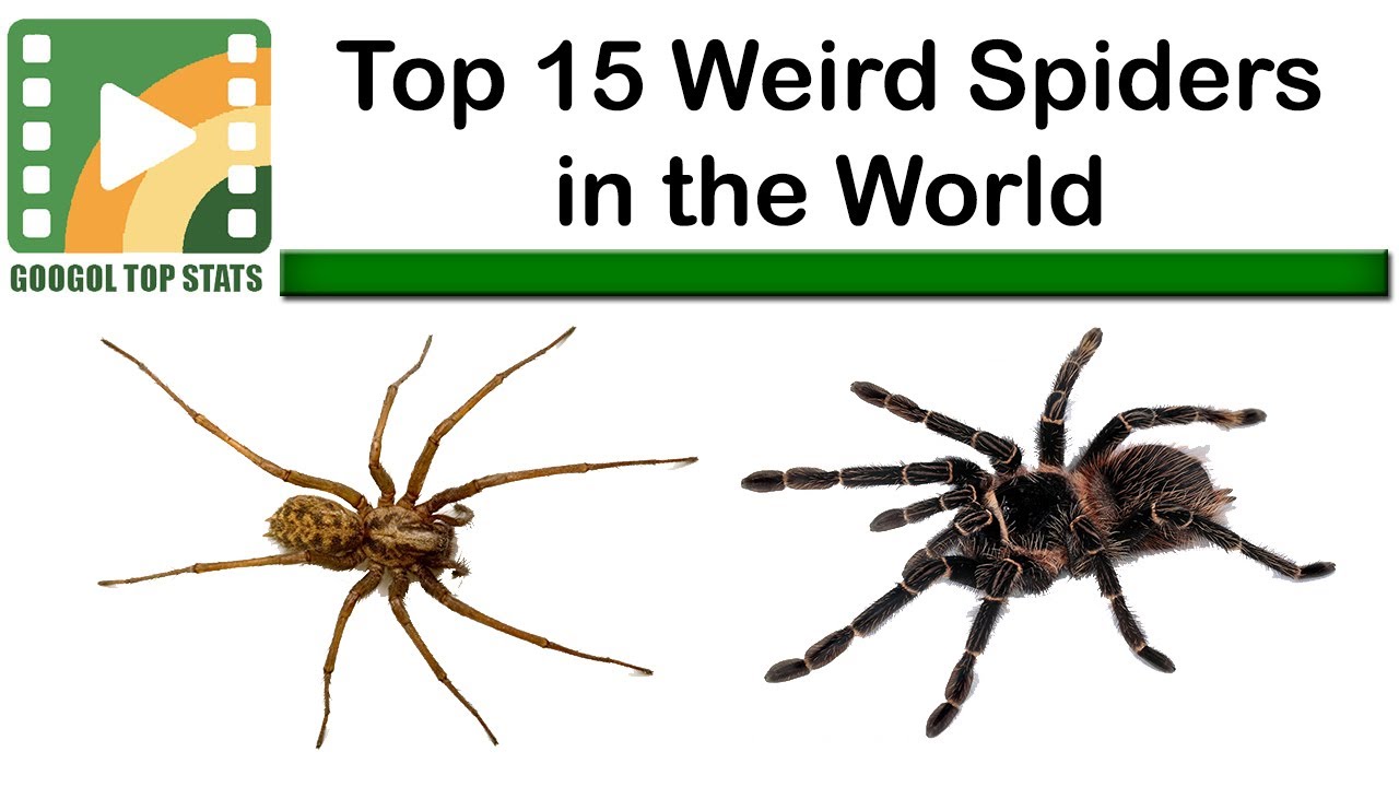 Top 15 Weirdest Spiders In The World👉 Rarest Weird Looking Spiders