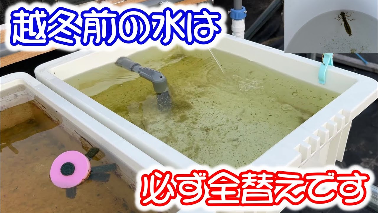 【めだか】越冬前の水替えは何故全替えなのか？Ｂ型おやじ