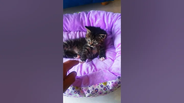 And where do your pets hide their toys?🐈 😂#cat #cats