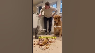 Cat Yells at Owner and Blames Dog After Chicken Heist