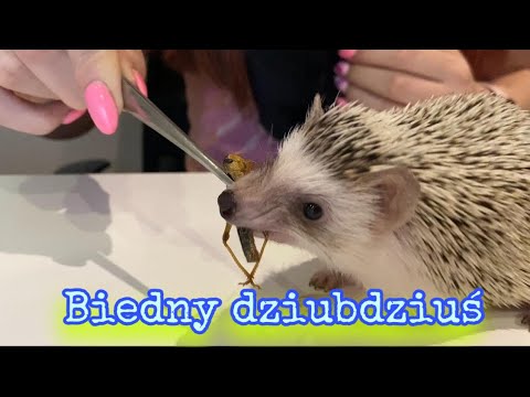 Jedzenie dla jeża pigmejskiego - co je jeż