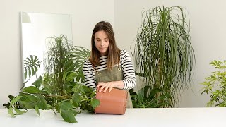 Tips for houseplant care, with Emma Sadie Thomson
As part of the IKEA Virtual Greenhouse, Australian plant stylist Emma Sadie Thomson provides tips and tricks for plant care. Speaking to those wanting to know how to care for house plants, she answers questions such as ‘how much should you water you indoor plants?’, ‘how often should you water your house plants?’ and ‘what kind of soil is best for house plants?’. Other topics covered include step-by-step plant repotting techniques and how-to tips for plant propagation. Tips for houseplant care, with Emma Sadie Thomson