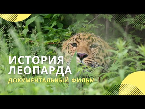 «Лео 80М: История одного леопарда» | Документальный фильм