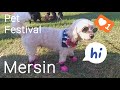 Турция 2022, очень смешные собачки, выставка#жизньвтурции #petfriendly #petfestival