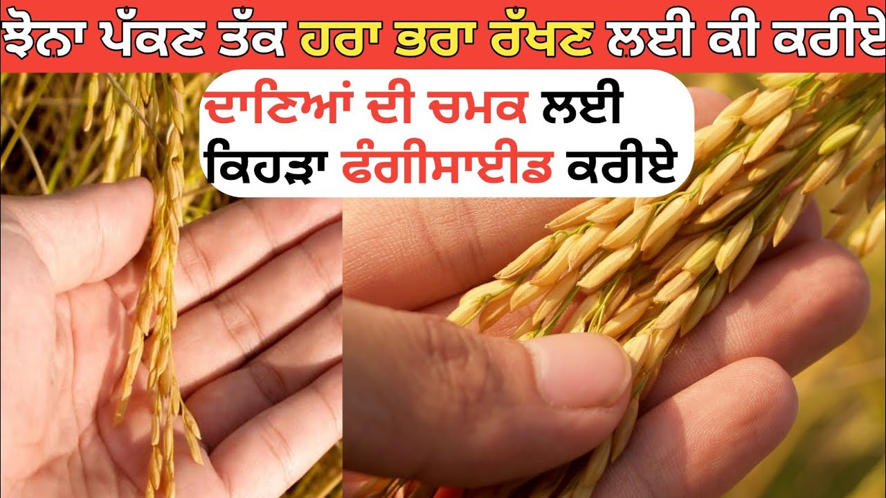 Which fungicides  to use for shiny grains - ਹੁਣ ਦੂਜਾ ਫੰਗੀ ਸਾਈਡ ਕਰੀਏ ਜਾਂ ਨਾ