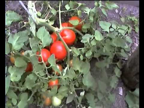 Люффа - мочалка с огорода.