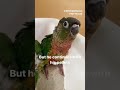 Scaly lorikeet and Forest, conure, playing and eating #shorts