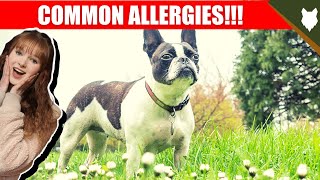 COMMON ALLERGIES FOR FRENCH BULLDOG