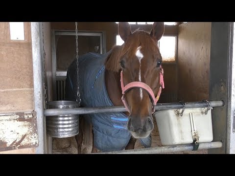【阪急杯】クリノガウディー・藤沢則雄調教師　再建築の道しるべ