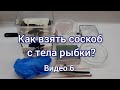 Практикум по ихтиопатологии. Видео 6. Взятие соскоба с тела рыбки. Ekaterina_Ots