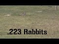 Suppressed .223 Rabbit Hunting