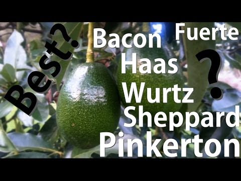 Which Avocado Tree is Best? Bacon | Fuerte | Haas | Pinkerton | Sheppard | Wurtz