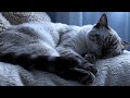 Pure Bliss 🐾 The Gentlest Siamese Purrs for a Restful Night