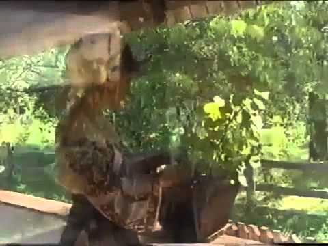 Mariana Ionescu Capitanescu - Azi e ziua mamei mele Video Original