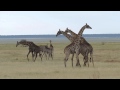Giraffe fight: Etosha National Park