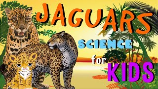 Jaguars | Science for Kids