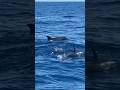 Ocean Wonders#sealife#dolphins#fascinatingcreatures#subscribeformorevideos